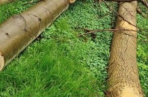 Polizeidirektion Bad Segeberg: POL-SE: Kummerfeld - Erhebliche Mengen an Holz aus Naturwald unberechtigt entnommen - Polizei sucht Zeugen