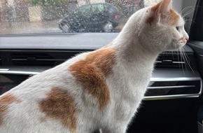 Polizeidirektion Landau: POL-PDLD: Katze auf Erkundungstour