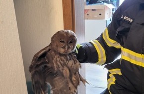 Feuerwehr Herdecke: FW-EN: Feuerwehr rettet Eule aus Kamin