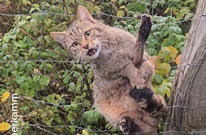 Bund f&uuml;r Umwelt und Naturschutz Deutschland e.V. (BUND): Wildkatze nach Jahrhunderten zur&uuml;ck im hohen Norden / Genetische Haaruntersuchung liefert erstmals den 100-prozentigen Nachweis
