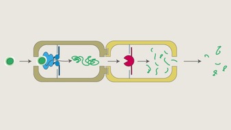 Universität Duisburg-Essen: UDE-Forschende nutzen DNA-Origami-Methode: Neue Wege für künstliche Nanofabriken