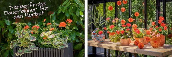 Pelargonium for Europe: Der Sommer geht, die Geranien bleiben: Farbenfrohe Dauerbl&uuml;her f&uuml;r den Herbst