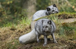 Erlebnispark Tripsdrill: Polarfüchse – Pelziger Neuzugang im Wildparadies Tripsdrill