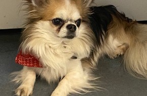 Polizeidirektion Trier: POL-PDTR: Entlaufener Hund