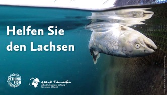 Albert Schweitzer Stiftung für unsere Mitwelt: Verstümmelungen, Seelaus-Befall und hohe Sterberaten: Neue Undercover-Recherche enthüllt die dunklen Abgründe einer der größten Fischzuchtindustrien der Welt