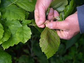 An extra dose of care: Dr. Hauschka Pflege im Limited Edition Design in Vorteilsgr&ouml;&szlig;e