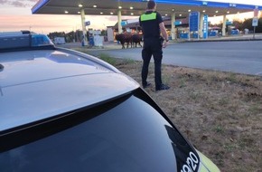 Polizeiinspektion Emsland/Grafschaft Bentheim: POL-EL: Wietmarschen - Jungbullen entlaufen