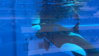 Whale & Dolphin Conservation gGmbH: Vorfall im japanischen Kobe Suma Seaworld: Was ist mit Orca Stella passiert?