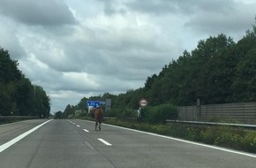 Polizeiinspektion Heidekreis: POL-HK: Bomlitz: 1,77 Promille; Soltau: Fahrradfahrer schwer verletzt; Dorfmark / A 7: Galoppstrecke Autobahn