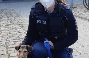 Bundespolizeiinspektion Trier: BPOL-TR: Alleinreisender Vierbeiner im Reisezug: Bundespolizei nimmt Hund in Obhut