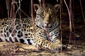 3sat: 3sat zeigt zweiteilige Doku "Wildes Pantanal"