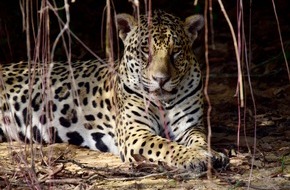 3sat: 3sat zeigt zweiteilige Doku "Wildes Pantanal"