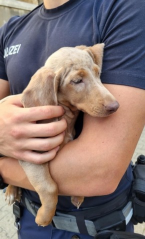 Bundespolizeidirektion M&uuml;nchen: Bundespolizeidirektion M&uuml;nchen: Hundewelpen an dubiosem Ort zum Verkauf / Bundespolizei nimmt mutma&szlig;lichen Betr&uuml;ger vorl&auml;ufig fest