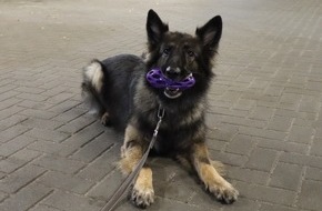 Hauptzollamt Bremen: HZA-HB: Zollhund Nanny hatte den richtigen Riecher / Zugreisender hatte ein halbes Kilo Marihuana und andere Drogen dabei