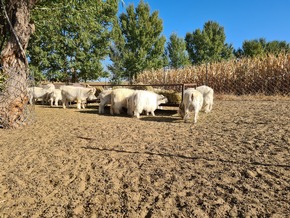 The Good Cashmere Standard® (GCS) launched its third model farm in Inner Mongolia, China.