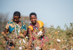 PR AbTF: Boosting Gender Justice | Study Shows Impact by Cotton made in Africa