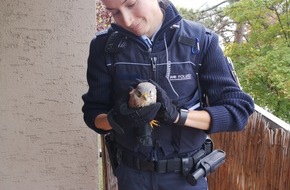 Polizeipräsidium Aalen: POL-AA: Rems-Murr-Kreis: Einbrüche, Unfallflucht, Pkws zerkratzt, Greifvogel gerettet