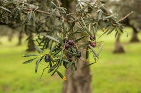 Olive Oil World Tour: Olivenöl: Wie entsteht das flüssige Gold?