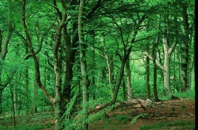 Deutsche Bundesstiftung Umwelt (DBU): KOPIE VON: Zukunft des Waldes: Forschungsprojekt untersucht Naturnähe im Forst - Abschlussbroschüre liegt vor