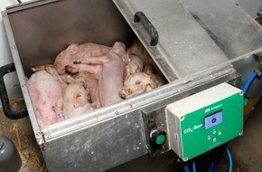 Animal Rights Watch e.V.: Todeskampf im Kohlendioxid / Wie Ferkel ganz "legal" qualvoll erstickt werden