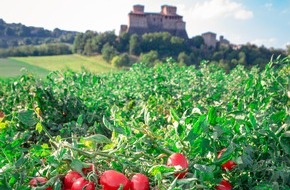 MUTTI SpA: Revolution unter den Tomaten-Produkten: Mutti bringt neue Produktreihe Passata "Sul Campo" ("Auf dem Feld") auf den Markt