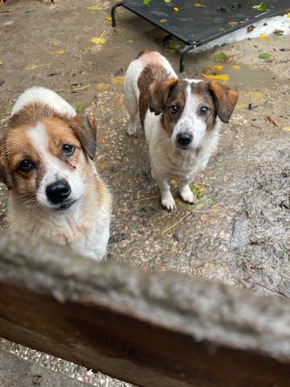 POL-STD: Veterinäramt Landkreis Stade nimmt Hundehalterin Tiere weg - Polizei unterstützt, Kupferdiebe an zwei Firmengebäuden in Stade, Zwei Autos am Horneburger Bahnhof aufgebrochen