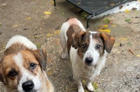 Polizeiinspektion Stade: POL-STD: Veterinäramt Landkreis Stade nimmt Hundehalterin Tiere weg - Polizei unterstützt, Kupferdiebe an zwei Firmengebäuden in Stade, Zwei Autos am Horneburger Bahnhof aufgebrochen