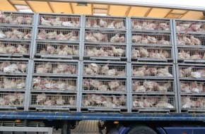 Polizeipräsidium Mittelhessen - Pressestelle Gießen: POL-GI: Hunderte Hühner verenden in Tiertransporter auf der A5
