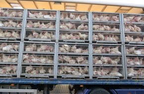 Polizeipräsidium Mittelhessen - Pressestelle Gießen: POL-GI: Hunderte Hühner verenden in Tiertransporter auf der A5