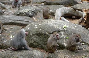 Hauptzollamt M&uuml;nchen: HZA-M: "Tierische" Zollabfertigung in Garching-Hochbr&uuml;ck: 23 Mantelpaviane auf dem Weg nach Bosnien und Algerien