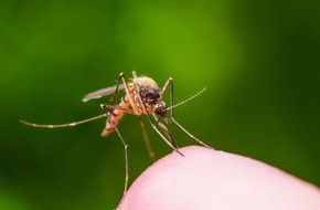 Hermes Arzneimittel GmbH: Ärger im Insektenparadies? / So wird der heimische Garten nicht zur Mückenbrutstätte