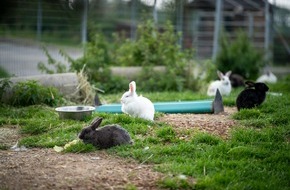 VIER PFOTEN - Stiftung für Tierschutz: Pas de vrai lapin dans les paniers de Pâques!