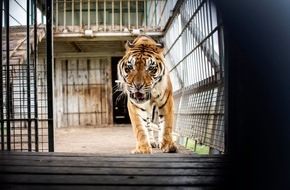 VIER PFOTEN - Stiftung für Tierschutz: Leben im Zugwaggon ist für die «Train Tigers» aus Argentinien Geschichte / VIER PFOTEN bringt Tigerfamilie ins LIONSROCK Grosskatzenschutzzentrum in Südafrika