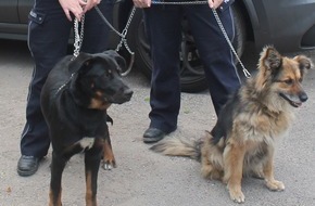 Kreispolizeibehörde Rhein-Kreis Neuss: POL-NE: Hunde am Auto angebunden - Zeugen verständigen Polizei