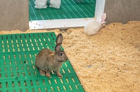 Kaufland: Kaufland setzt sich mit regionalem Partner für verantwortungsvollere Kaninchenhaltung ein