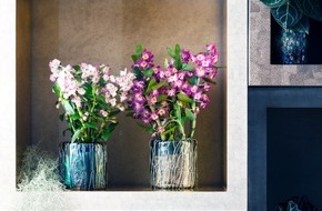 Blumenbüro: Edle Orchideen sind Zimmerpflanzen des Monats November / Surreale Blütenköpfe mit extra viel Eleganz