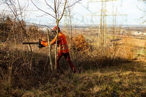 TransnetBW und Netze BW stärken gemeinsam Ökologisches Trassenmanagement