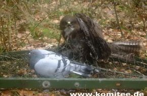 Komitee gegen den Vogelmord e. V.: Falkner aus Soest fängt und tötet geschützten Greifvogel - Polizei leitet Strafverfahren ein (mit Bild)