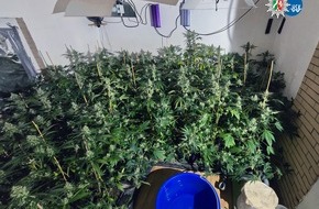 Kreispolizeibehörde Hochsauerlandkreis: POL-HSK: Cannabisplantage bei Wohnungsdurchsuchung entdeckt