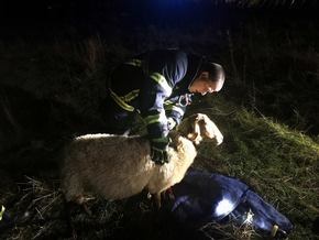 FW-EN: Fuchsschaf aus Zwangslage befreit - Feuerwehr, Polizei und Passanten sichern 31 Tiere an der Ender Talstraße