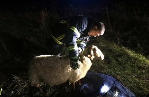 Feuerwehr Herdecke: FW-EN: Fuchsschaf aus Zwangslage befreit - Feuerwehr, Polizei und Passanten sichern 31 Tiere an der Ender Talstraße