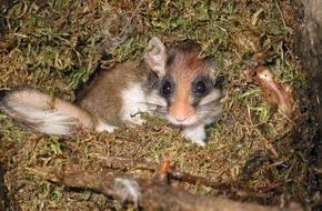Bund für Umwelt und Naturschutz Deutschland e.V. (BUND): ++ Fahndungserfolg: 10.000ster Gartenschläfer gesichtet ++