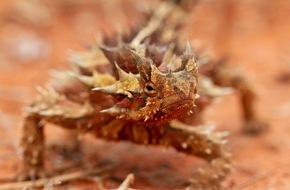 ZDF: Wunder der Natur: Best-of der ZDF/BBC-Doku-Reihe "Terra X: Sieben Kontinente"