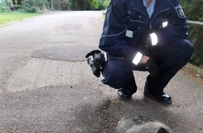 Kreispolizeibehörde Rhein-Kreis Neuss: POL-NE: "Schnappschildkröte" sorgt für Aufsehen im Neusser Stadtgarten