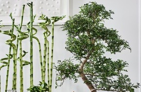 Blumenbüro: Zen-Pflanzen: Zimmerpflanzen des Monats Mai / Den Frühling entspannt ausklingen lassen