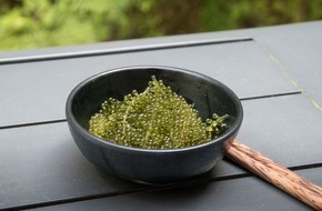 Leibniz-Zentrum für Marine Tropenforschung GmbH: Meer auf dem Teller: Fünf essbare Makroalgen im Vergleich