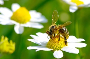 toom Baumarkt GmbH: Blütenparadies für fleißige Bienen / toom Baumarkt gibt Tipps zur bienenfreundlichen Gartengestaltung
