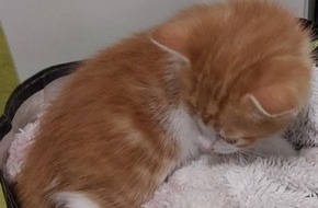 Bundespolizeiinspektion Karlsruhe: BPOLI-KA: Frau transportiert Katzenbaby in T&uuml;te