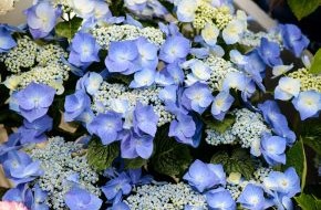 Blumenbüro: Die blaublütige Hortensie ist ein Schmuckstück für draußen / Königlich entspannen: Hortensien für den Wohlfühlgarten