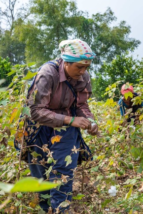 Regenerative Cotton Standard® liefert beeindruckende Ergebnisse nach erster Ernte in Indien